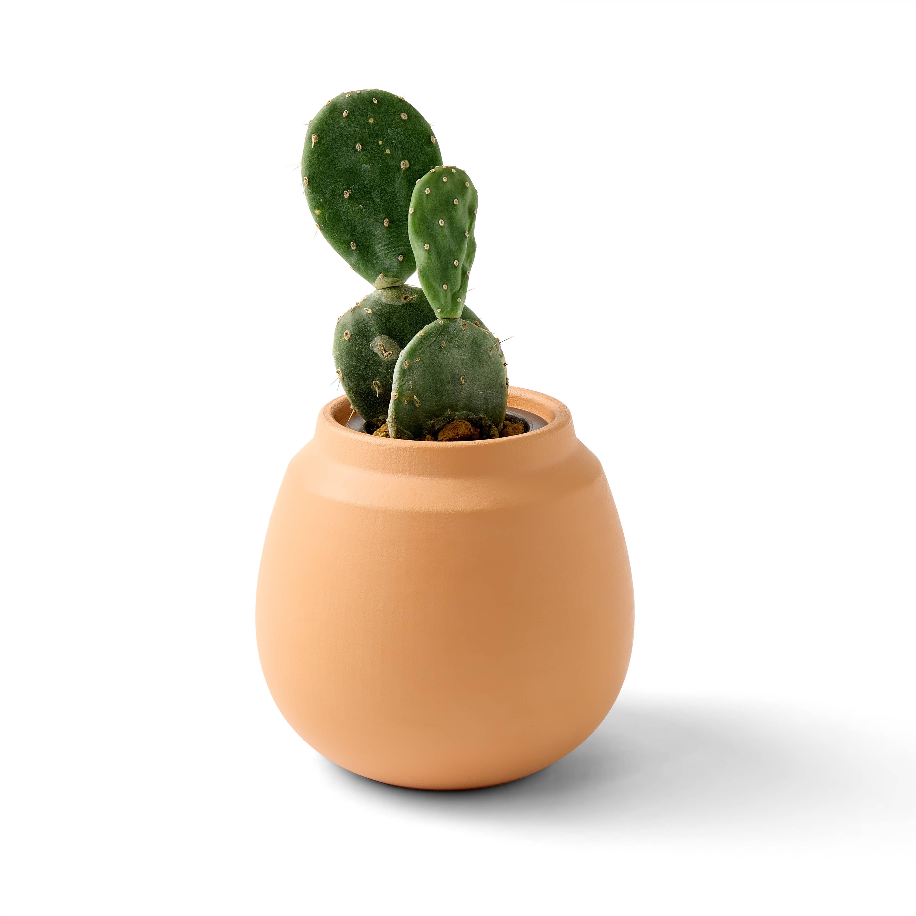 prickly pear cactus grow kit Terracotta Grow Kits: Cactus