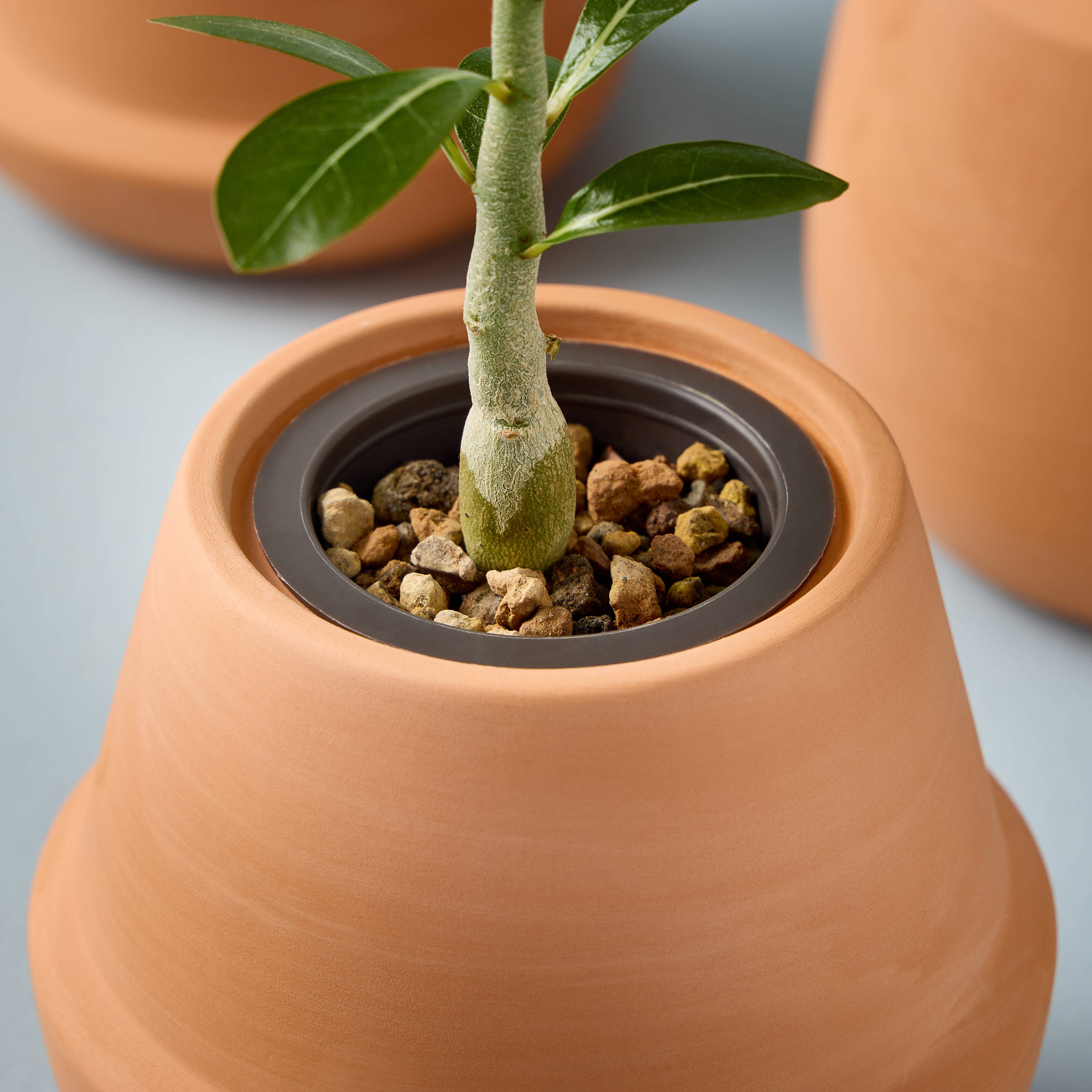 Terracotta Grow Kits: Cactus
