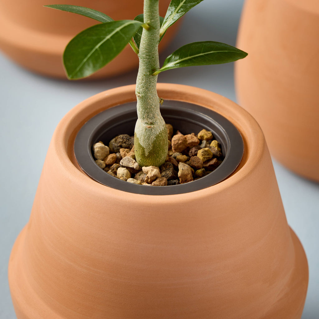 Terracotta Grow Kits: Aloe