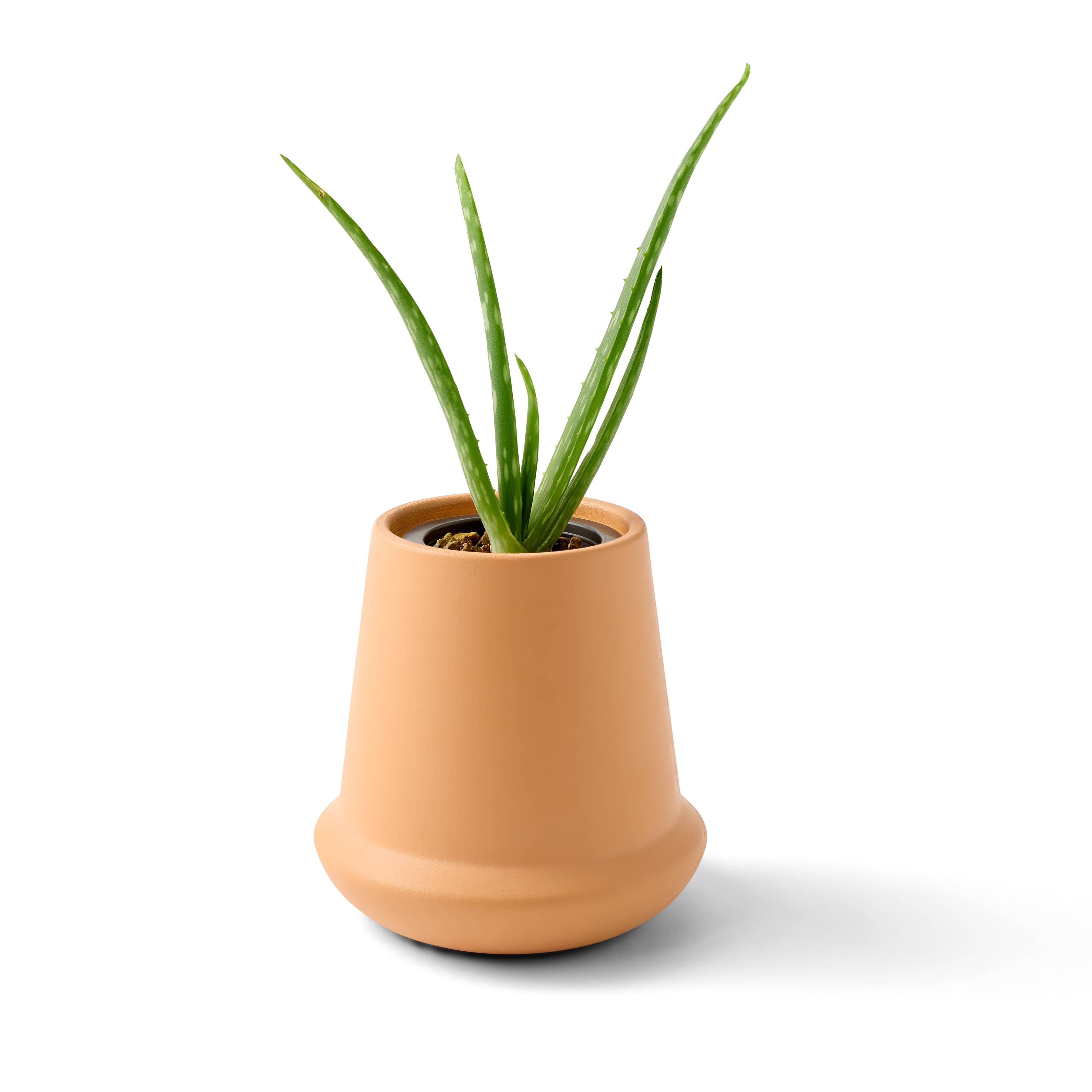 aloe vera plant kit Modern Terracotta Grow Kits Aloe 1pk
