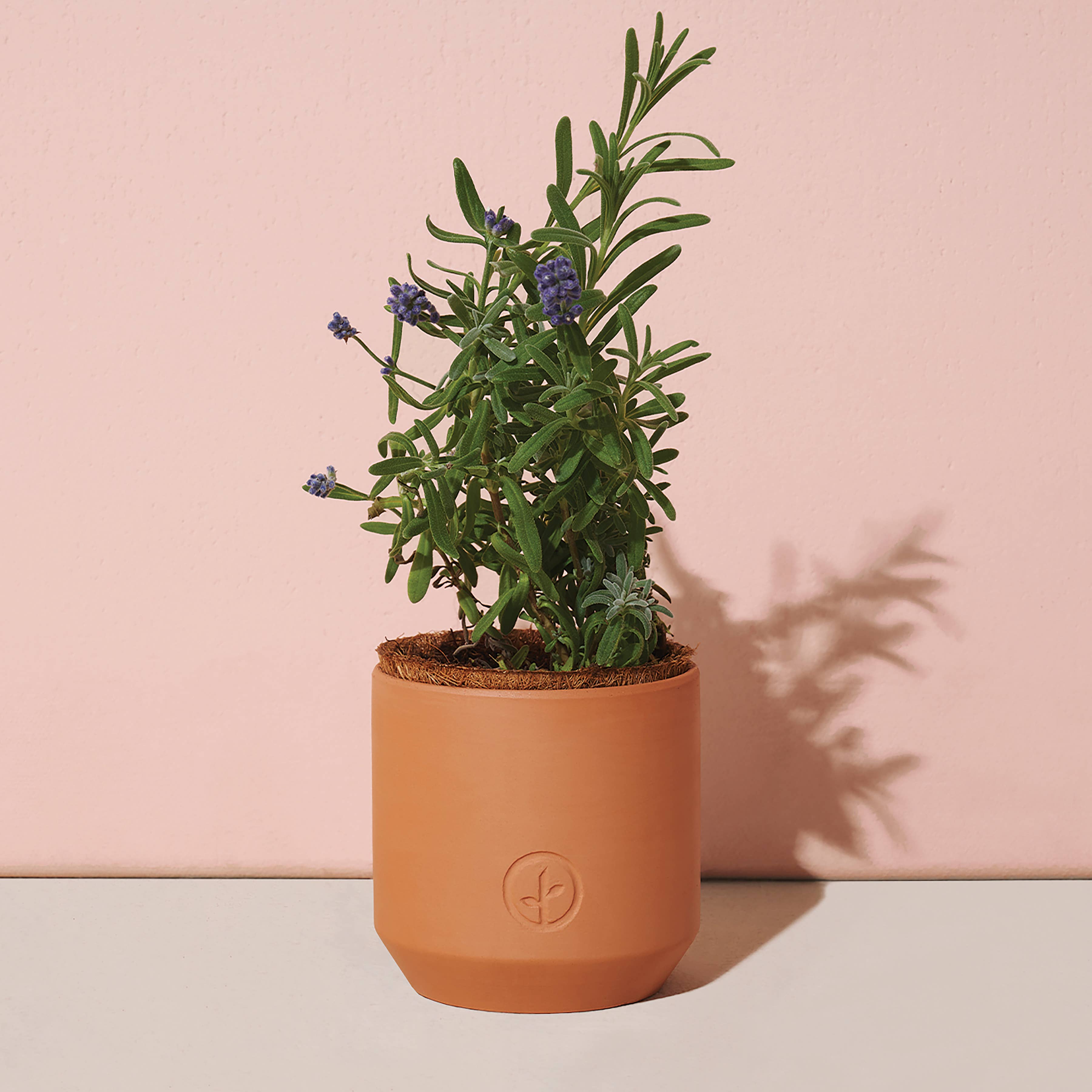Tiny Terracotta Grow Kits: Live Well Lavender