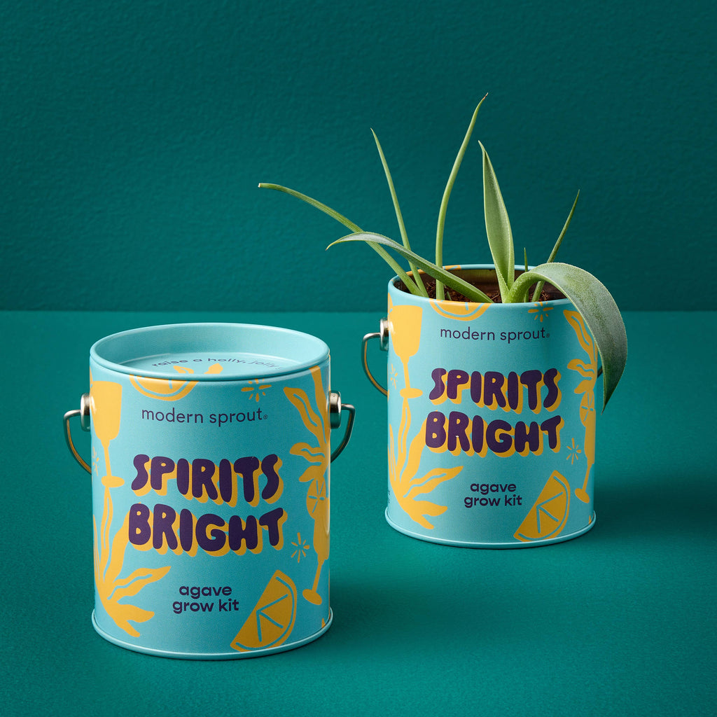 Holiday Grow Kits: Spirits Bright - Agave