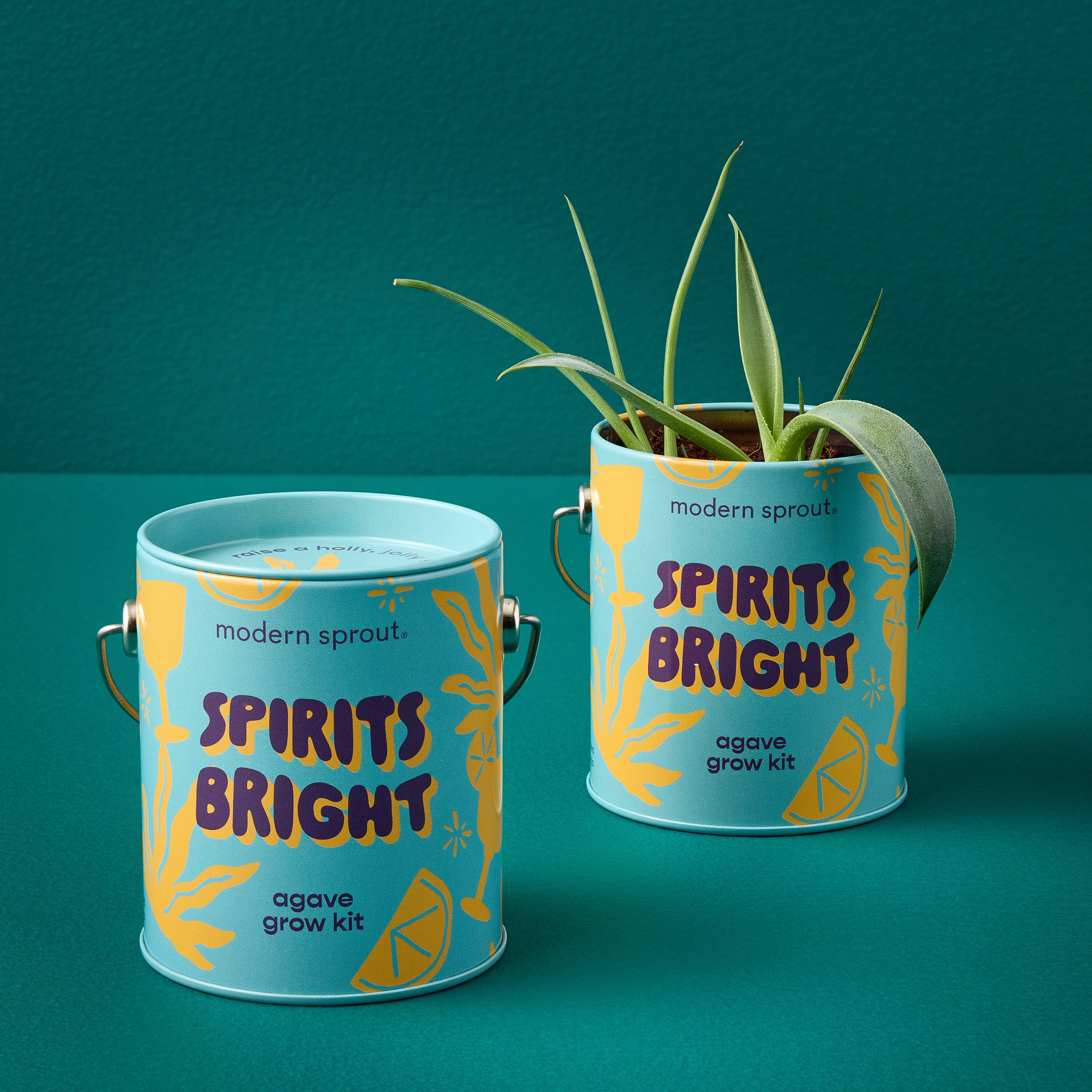 Holiday Grow Kits: Spirits Bright - Agave