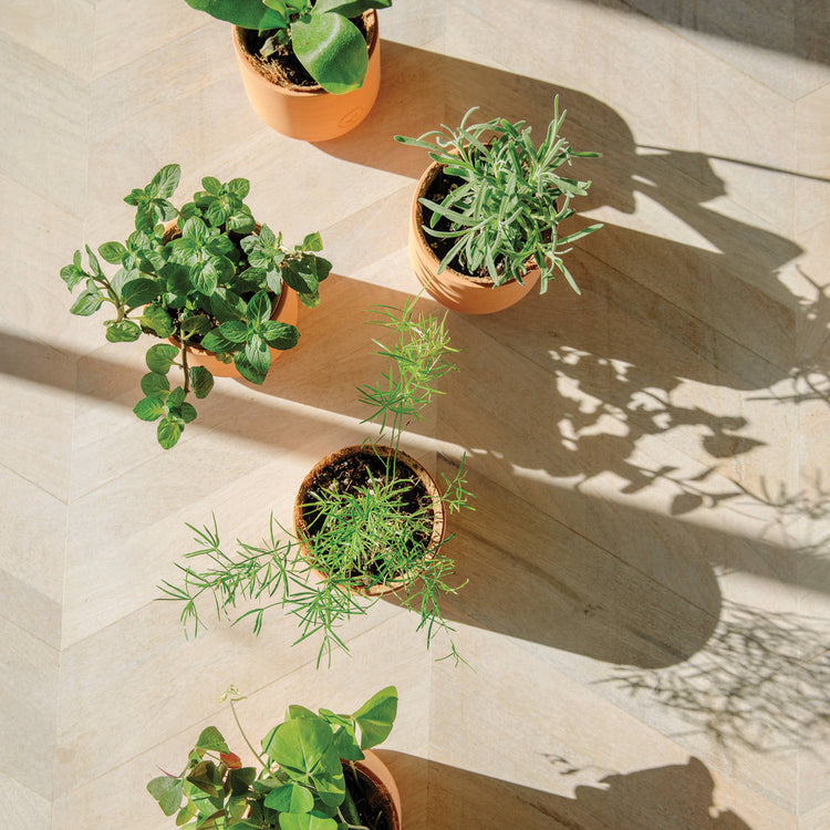 Champagne Poppies Grow Kit