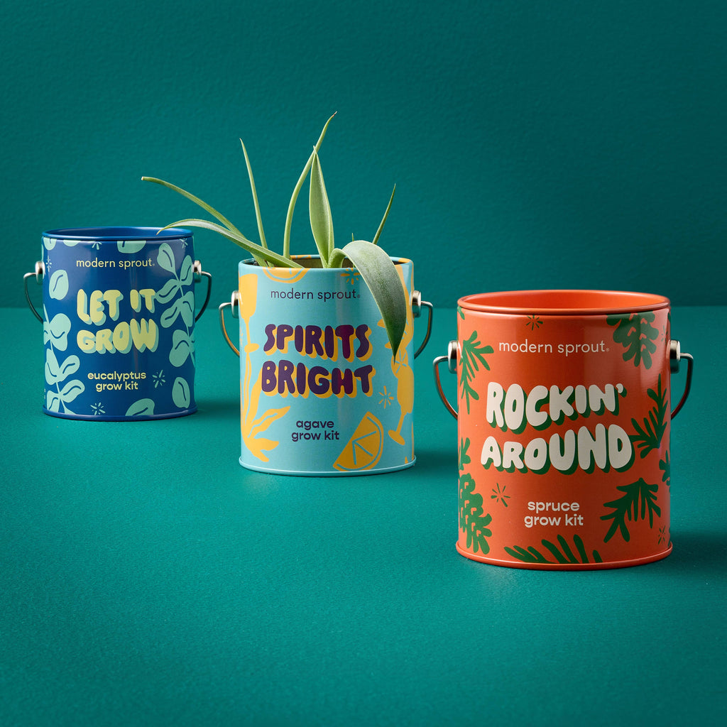 Holiday Grow Kits: Rockin' Around - Norway Spruce