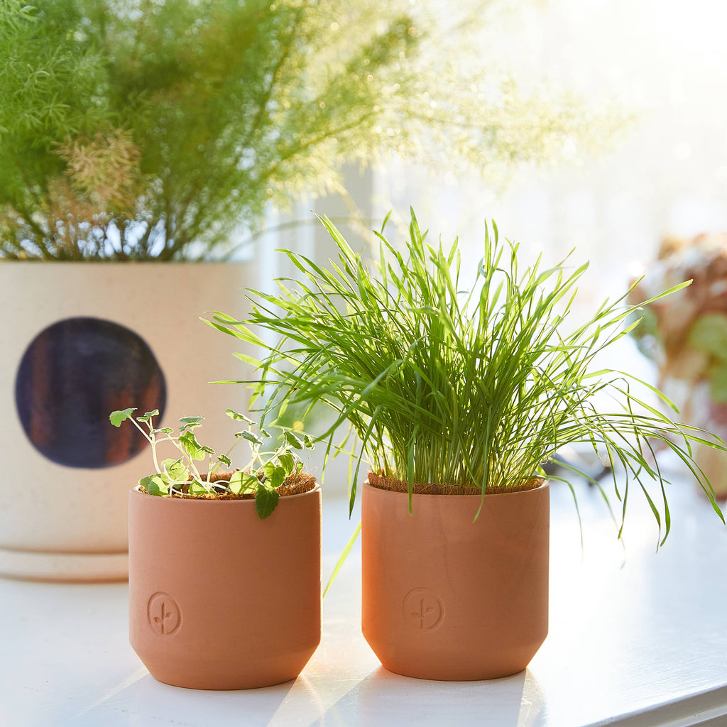 Tiny Terracotta Pet Grow Kits: Good Dog Greens