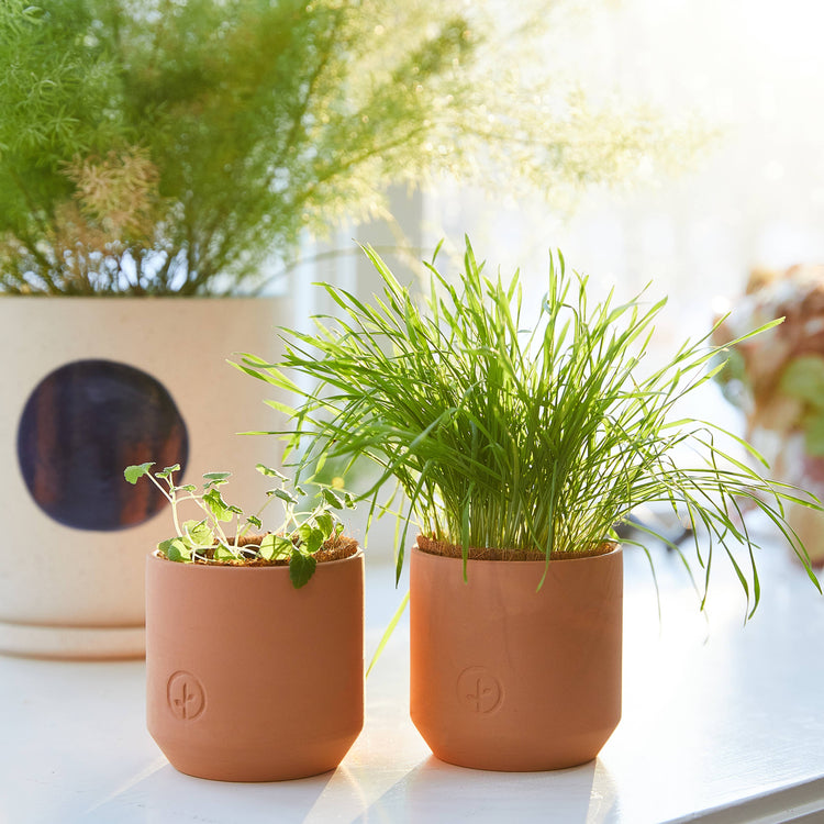 Tiny Terracotta Pet Grow Kits: Good Dog Greens