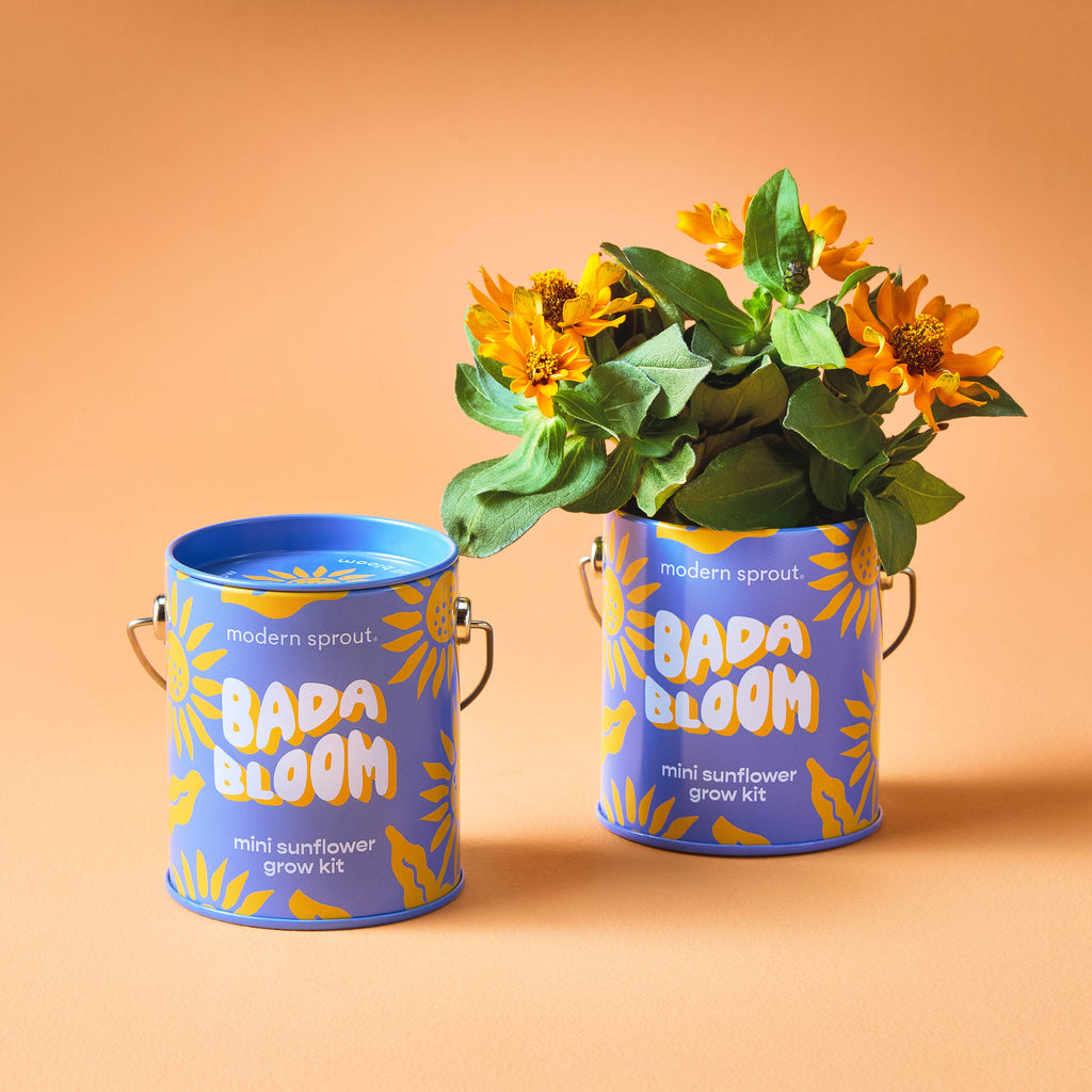 Bada Bloom Sunflower Grow Kit