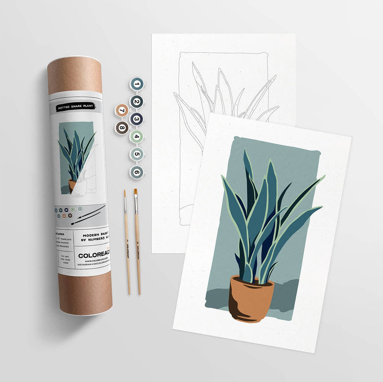Potted Snake Plant | Modern Paint By Numbers Kit (12.5x19)