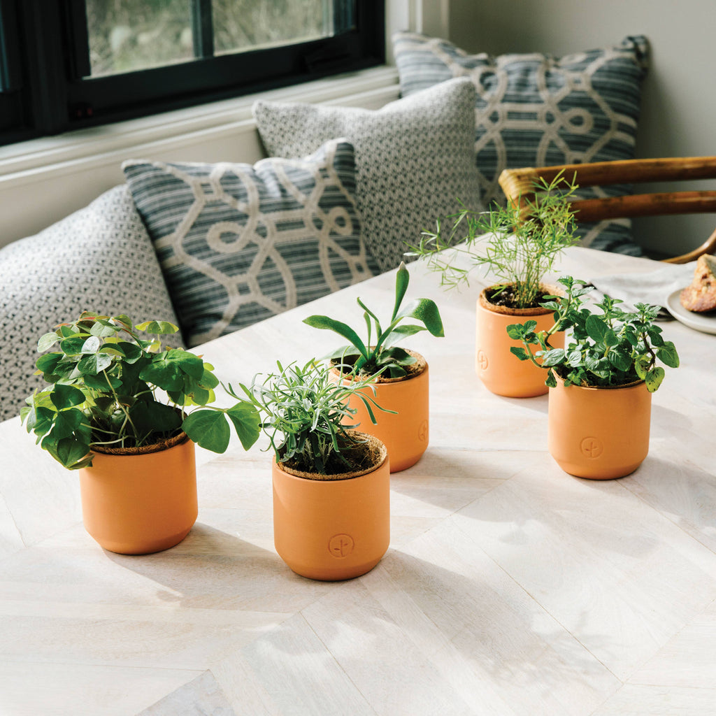 Thank You Daisy Grow Kit