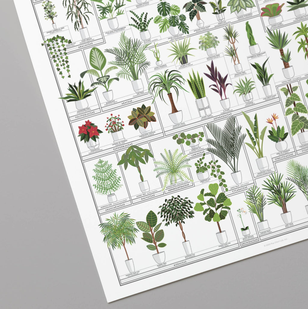 The Horticultural Chart of Houseplants | 16" x 20" Art Print
