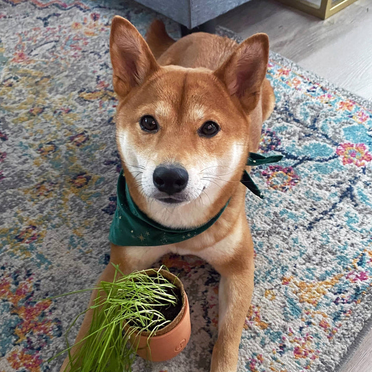 Tiny Terracotta Pet Grow Kits: Good Dog Greens