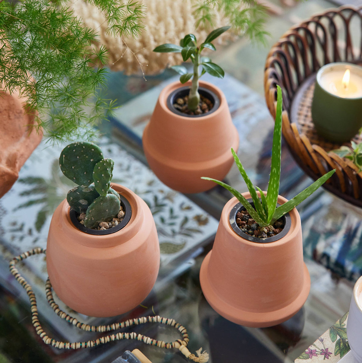 Terracotta Grow Kits: Cactus