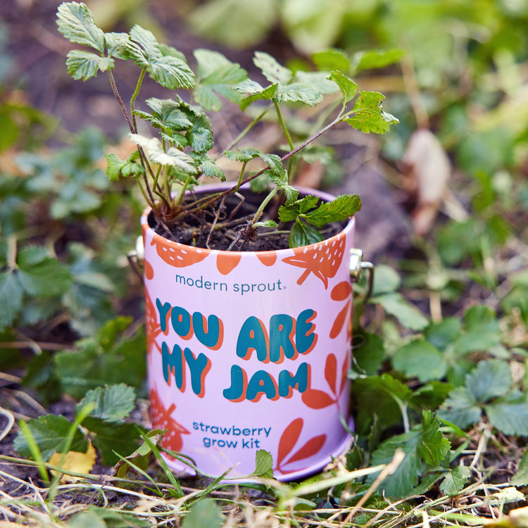 My Jam Grow Kit