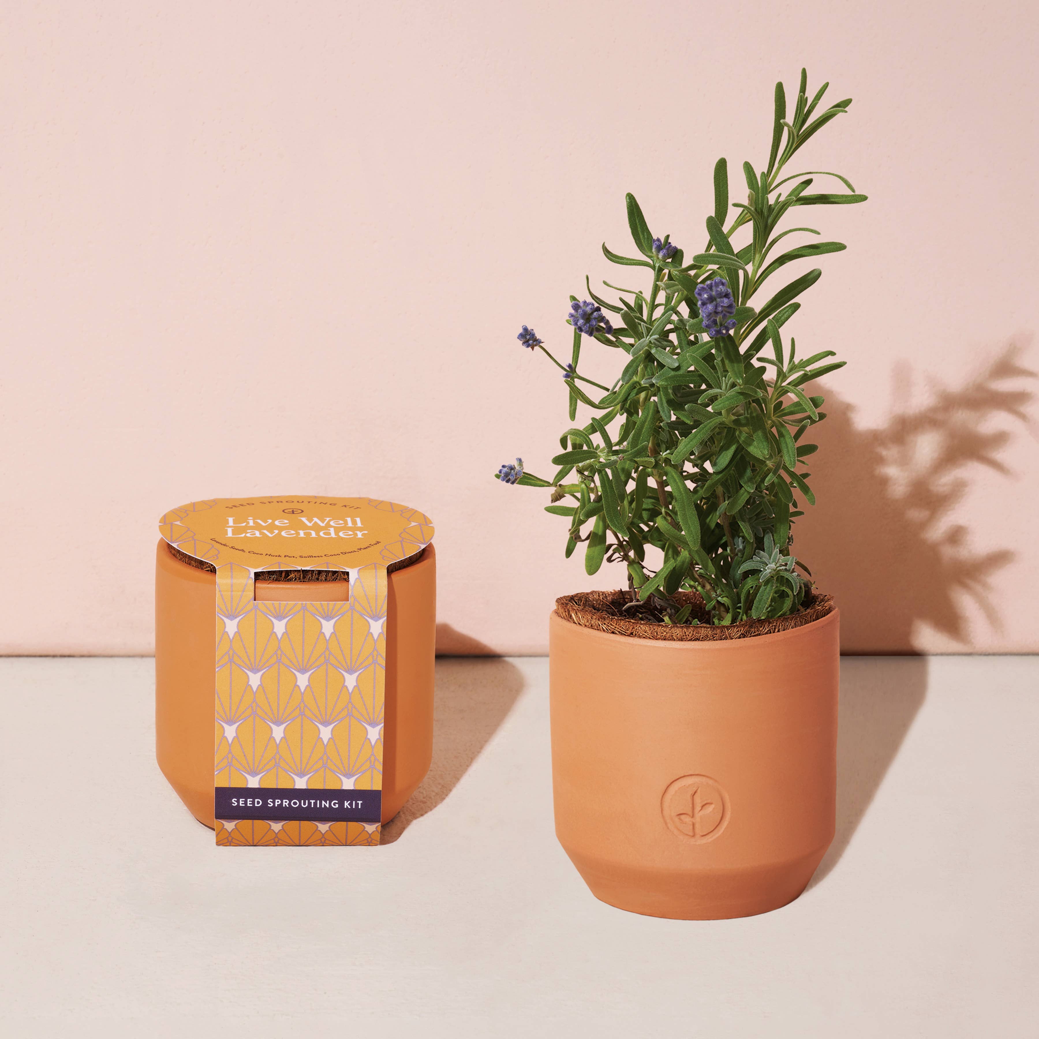 Tiny Terracotta Grow Kits: Good Luck Clover