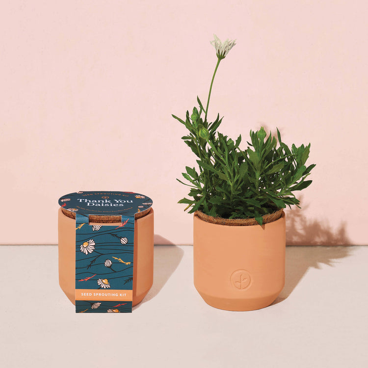 Tiny Terracotta Grow Kit: Thank You Daisy