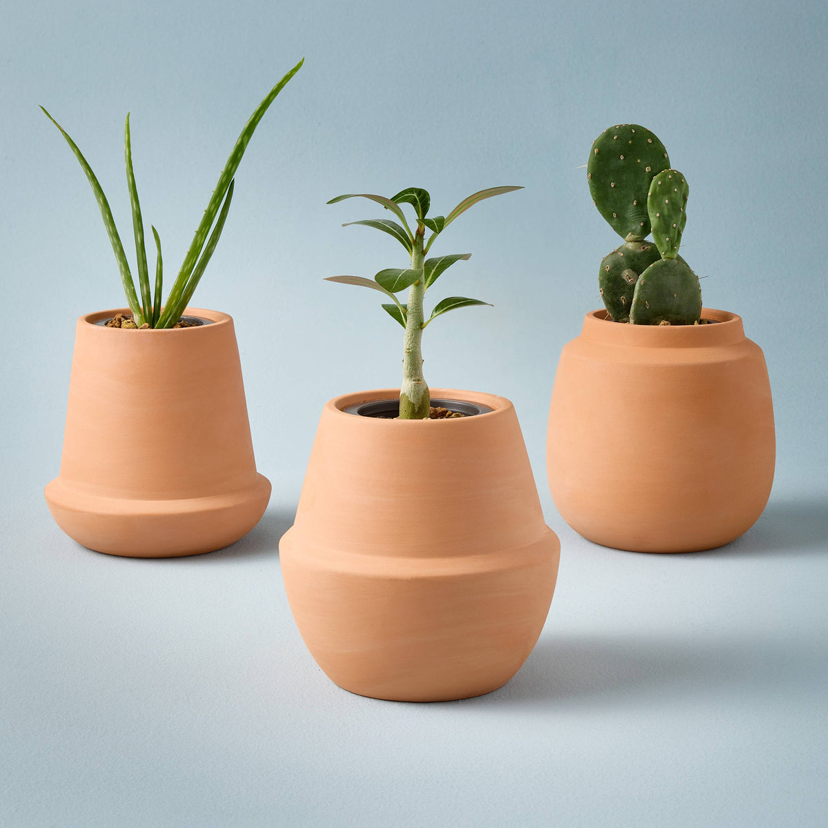 Terracotta Grow Kits: Cactus
