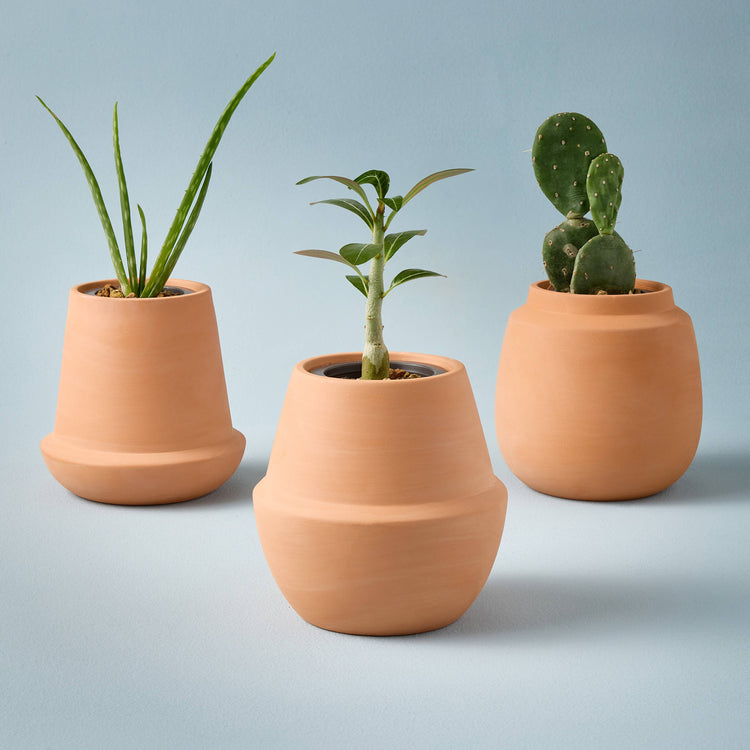Terracotta Grow Kits: Cactus