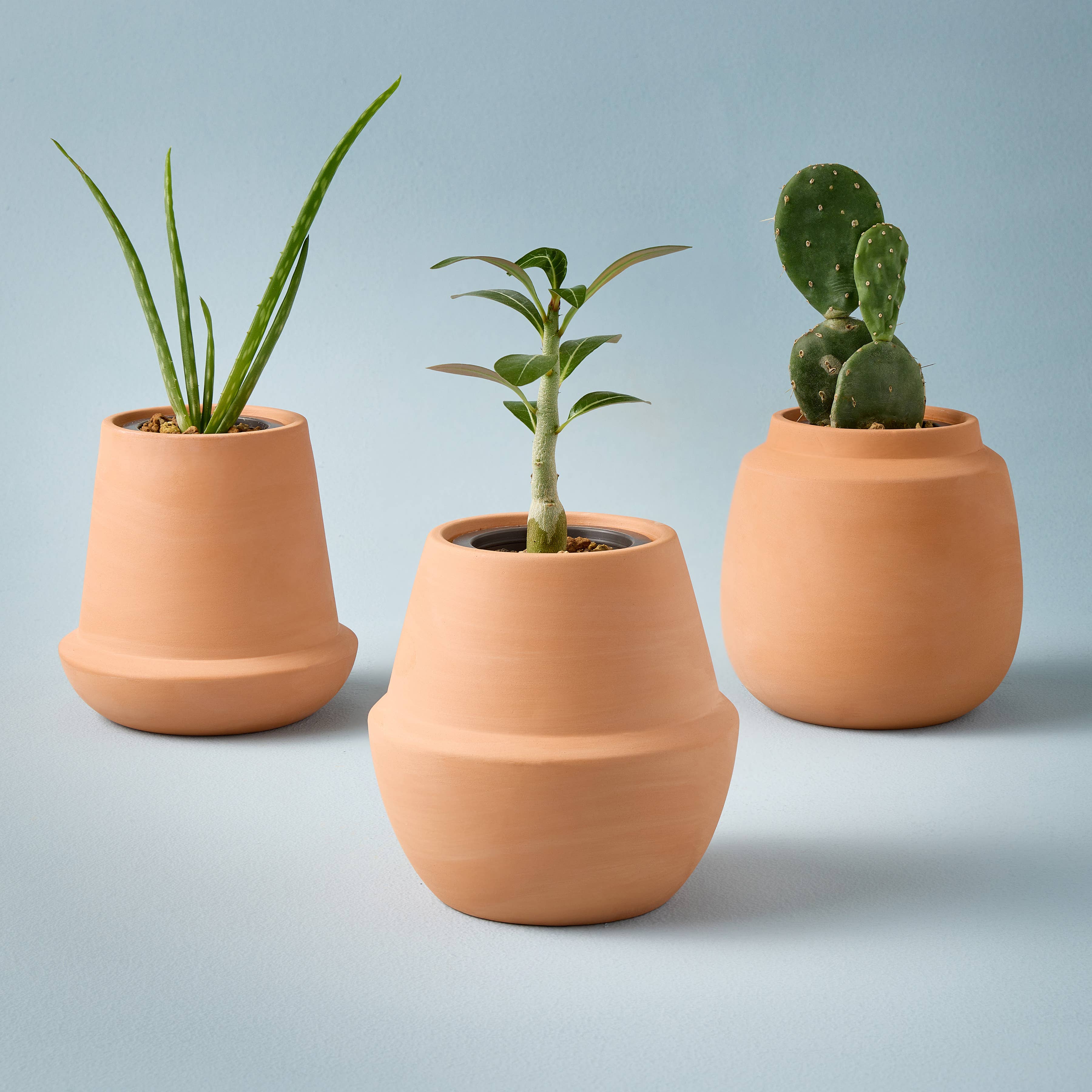 terracotta pots for aloe vera plant Modern Terracotta Grow Kits Aloe 1pk