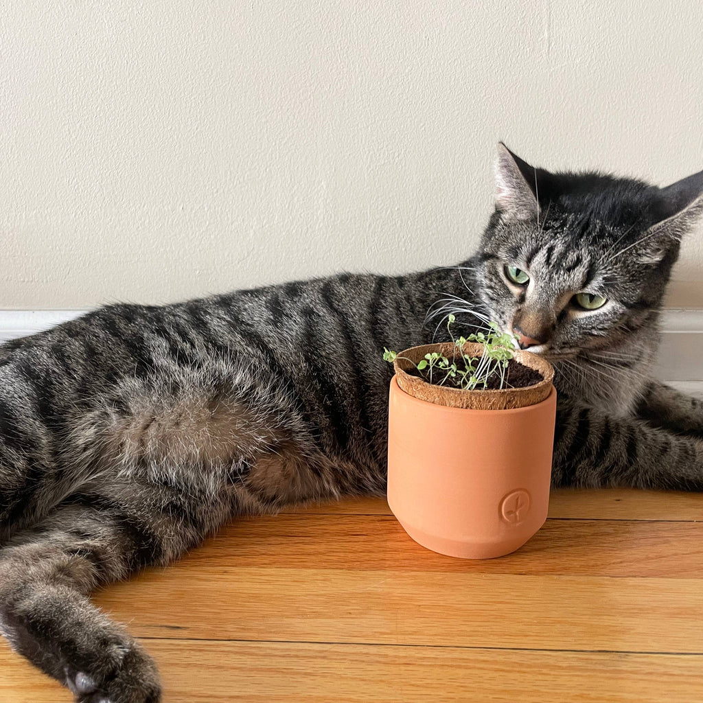 Curious Catnip Grow Kit