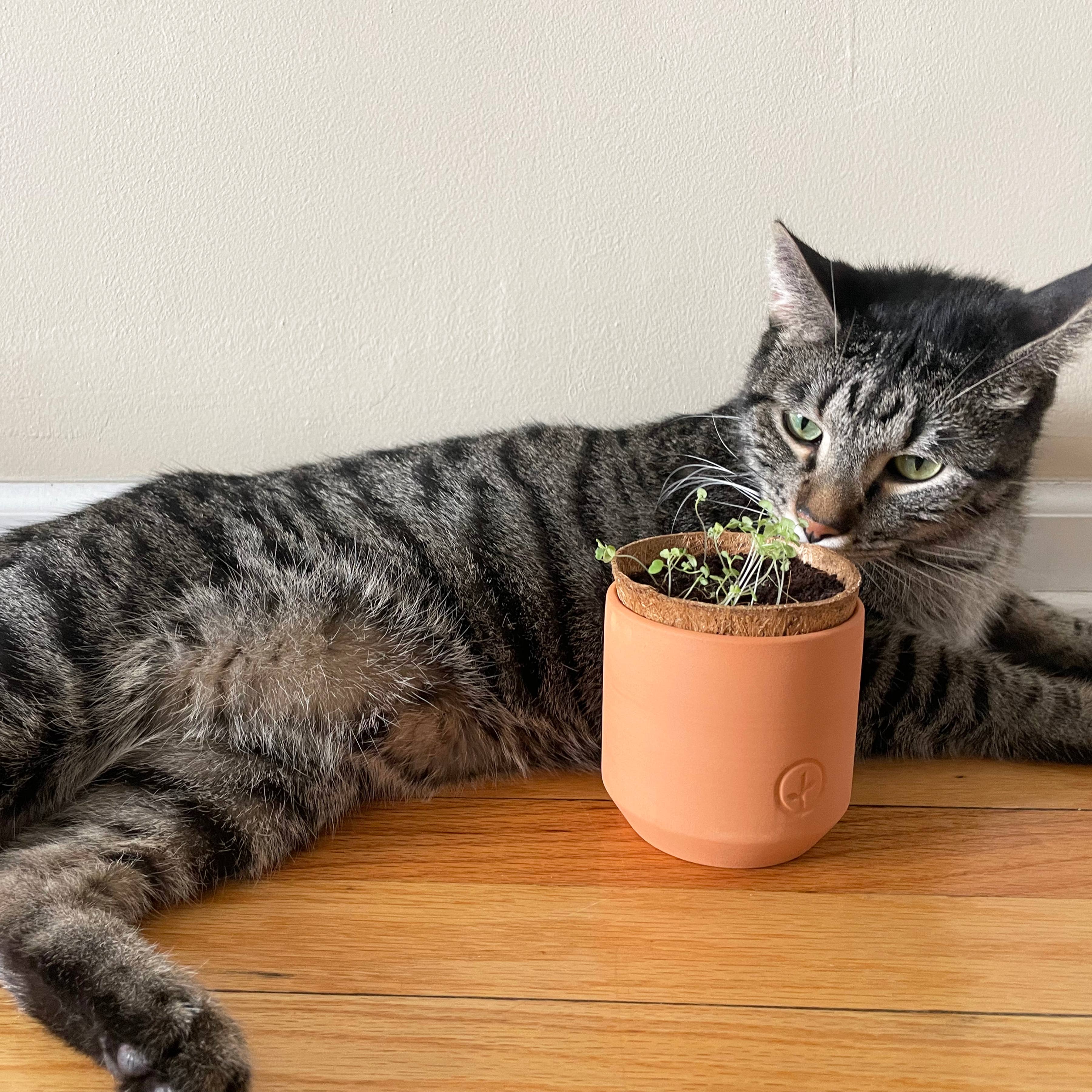 Curious Catnip Grow Kit