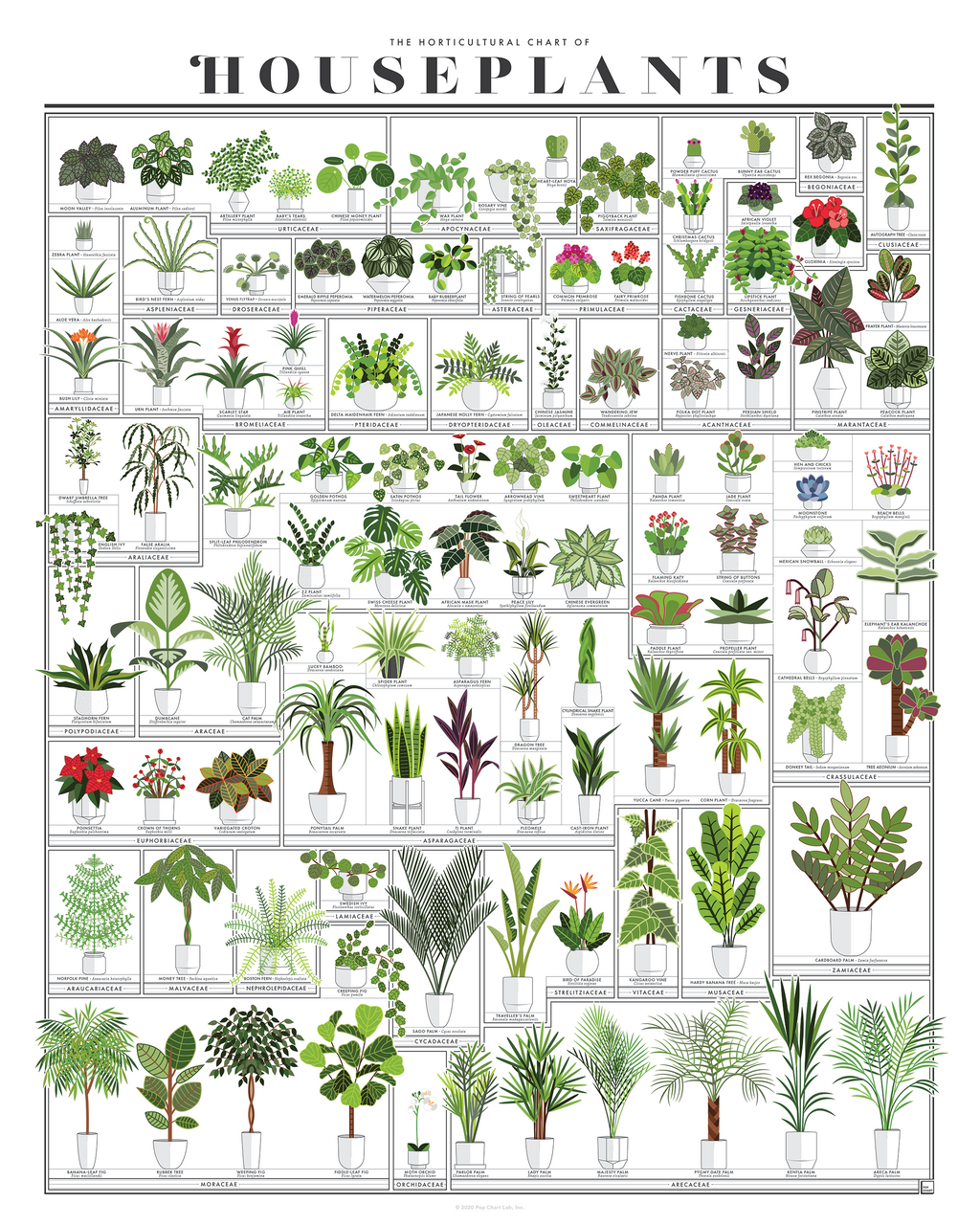 The Horticultural Chart of Houseplants | 16" x 20" Art Print