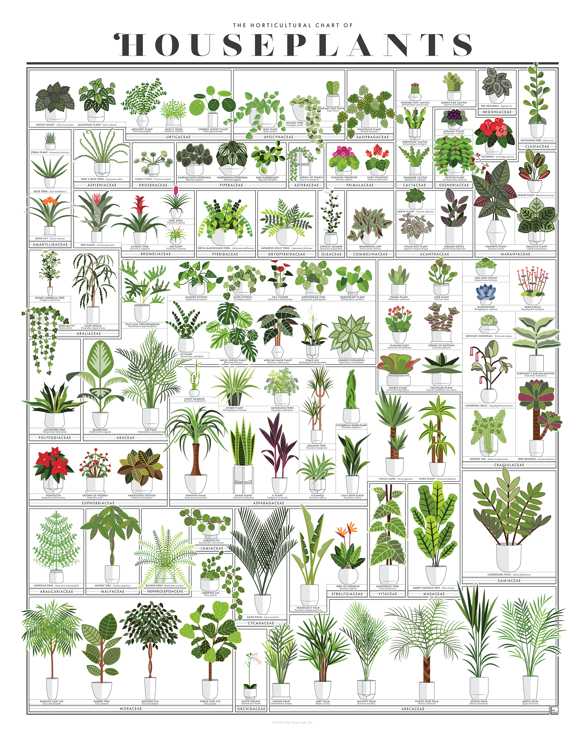 The Horticultural Chart of Houseplants | 16" x 20" Art Print
