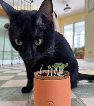 Curious Catnip Grow Kit