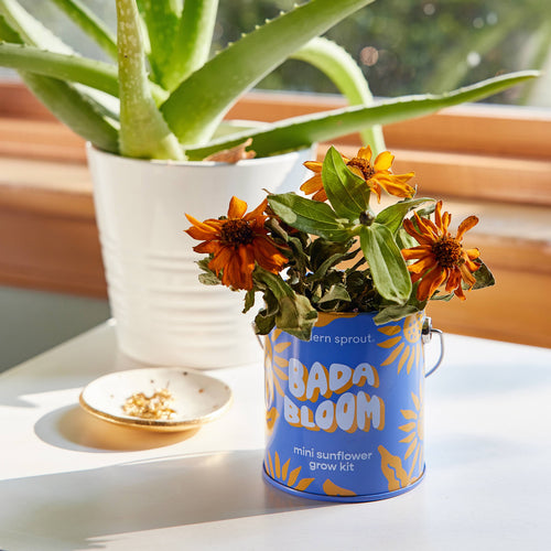 Bada Bloom Sunflower Grow Kit