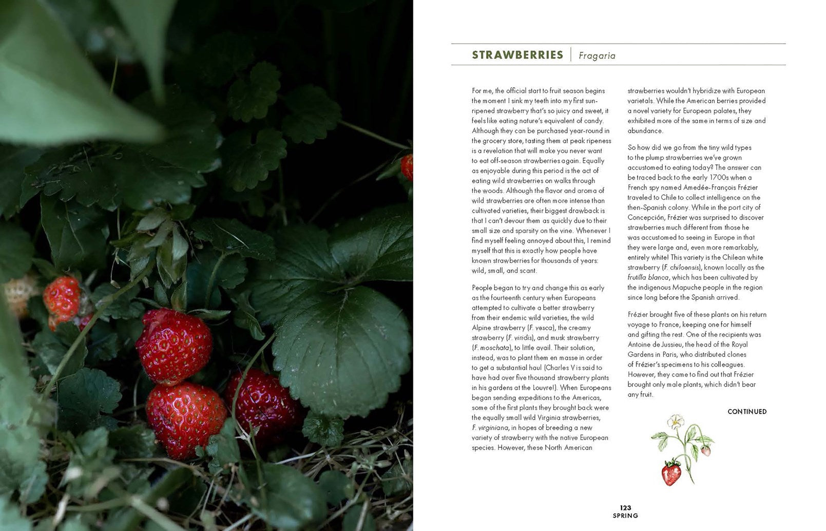 Slow Drinks: A Field Guide to Foraging and Fermenting Seasonal Sodas, Botanical Cocktails, Homemade Wines, and More