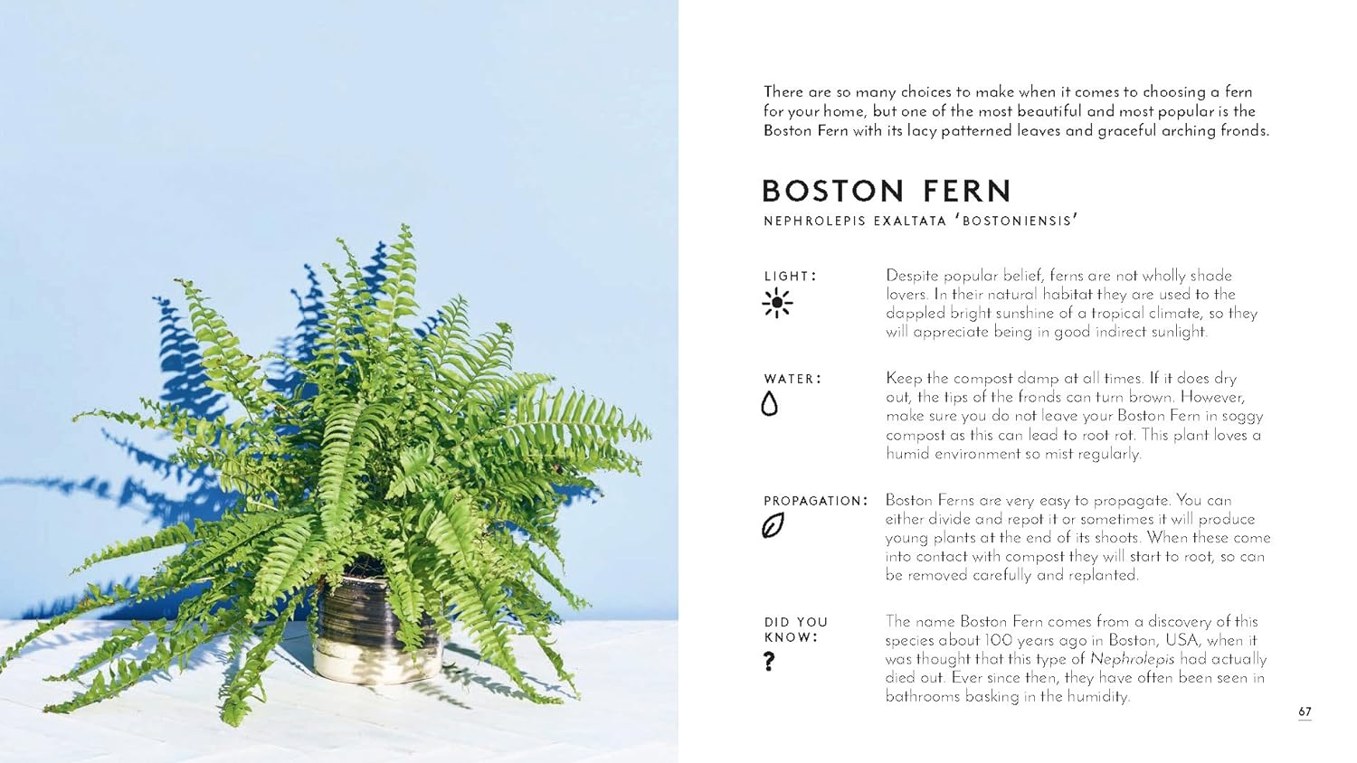 The Little Book of House Plants