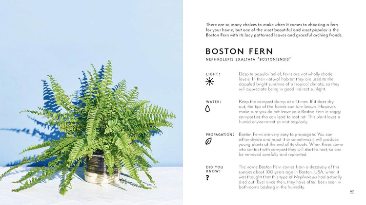 The Little Book of House Plants