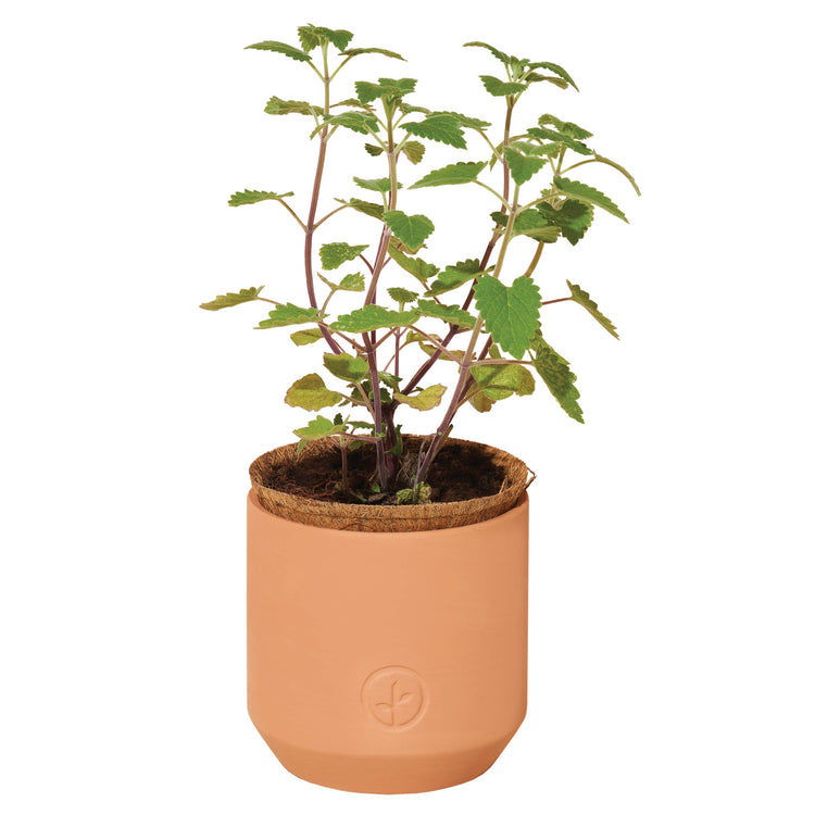 Tiny Terracotta Pet Grow Kits: Good Dog Greens