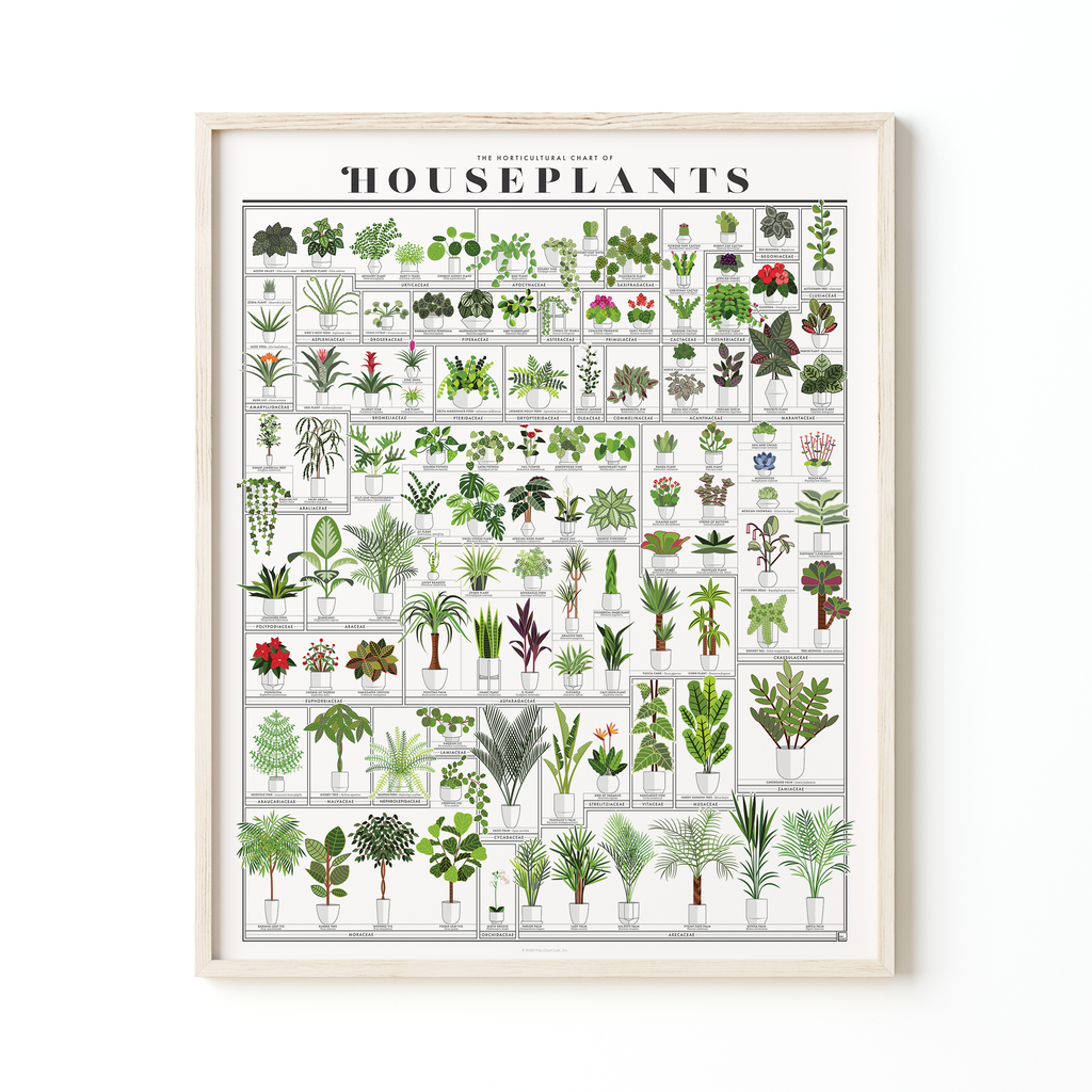 The Horticultural Chart of Houseplants | 16" x 20" Art Print