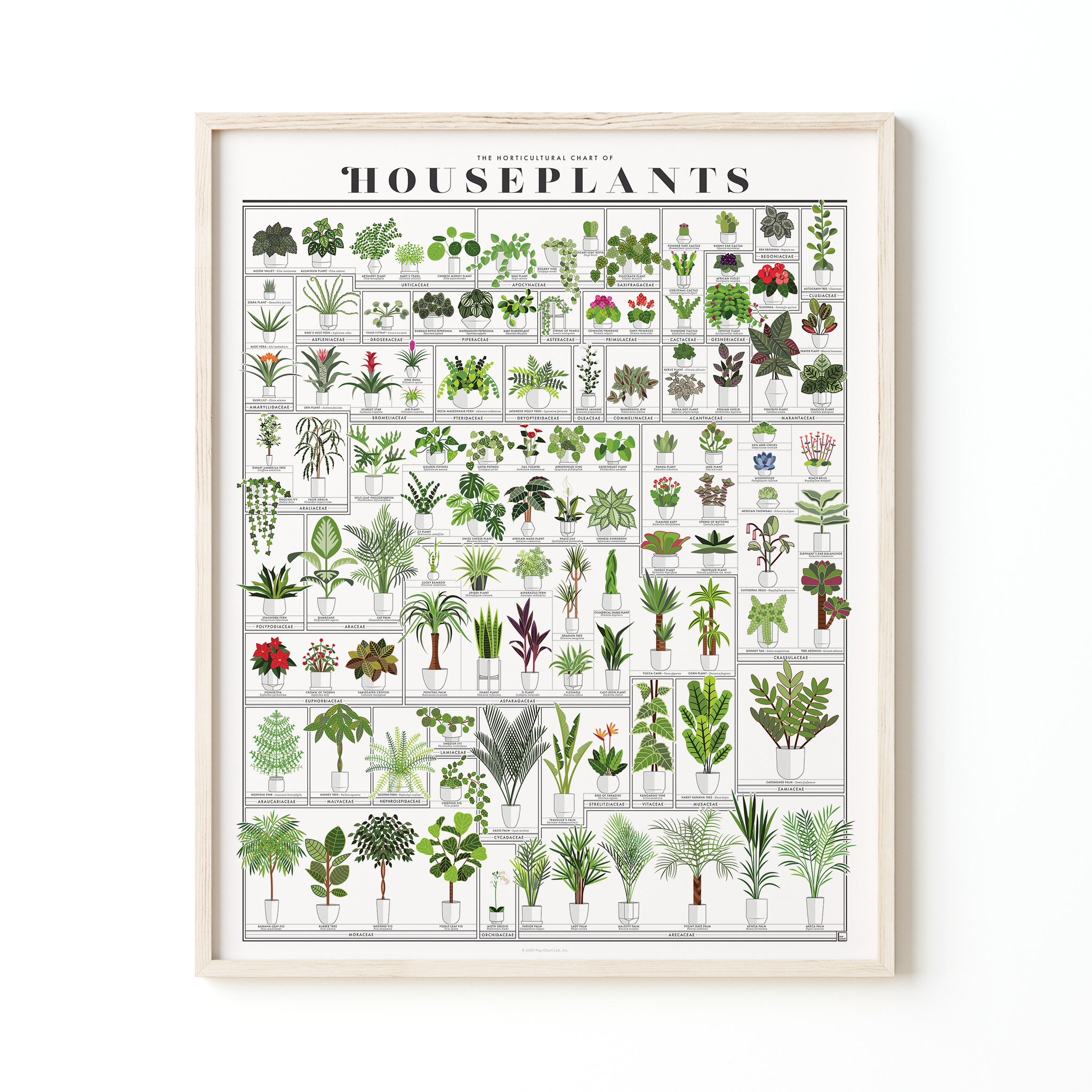 The Horticultural Chart of Houseplants | 16" x 20" Art Print