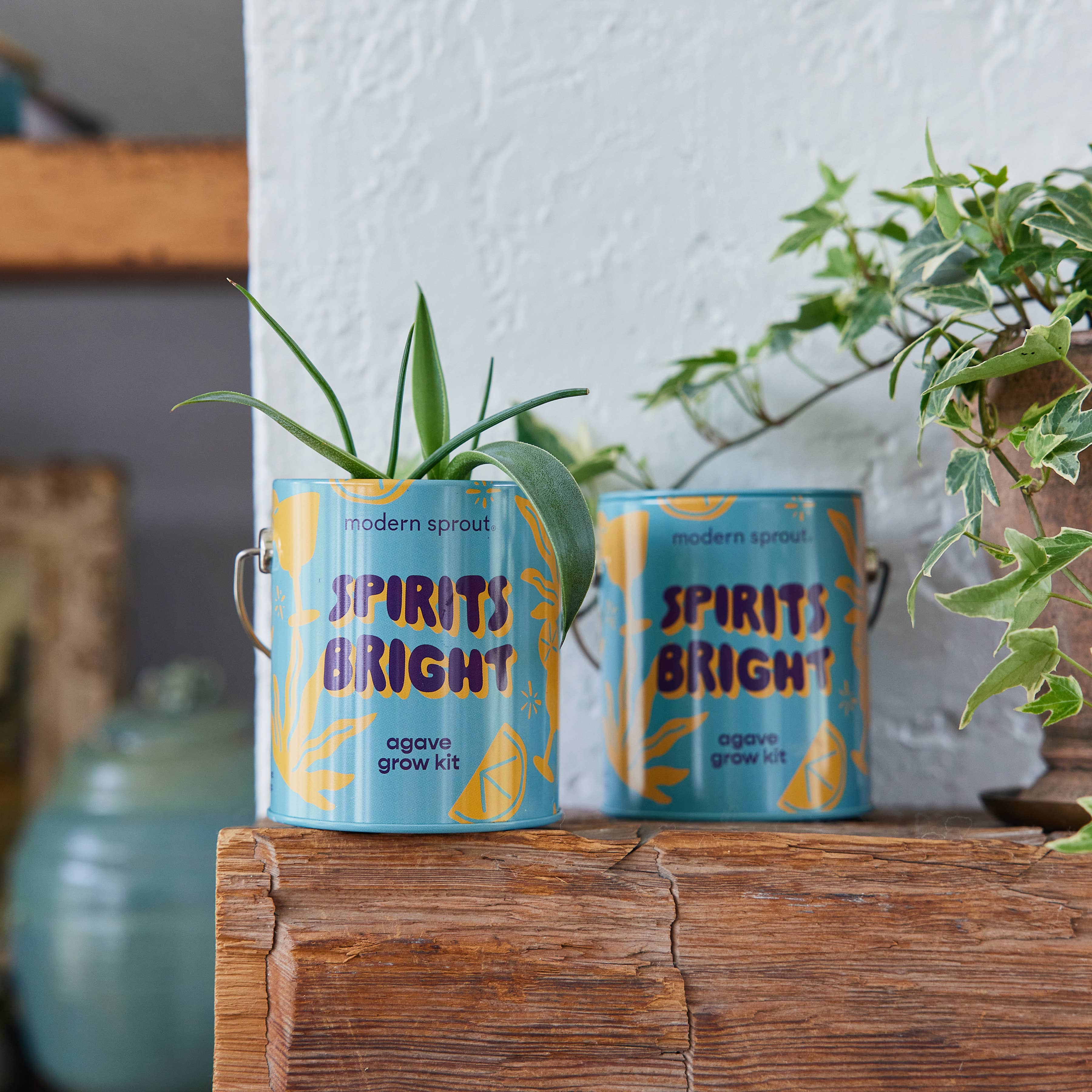 Holiday Grow Kits: Rockin' Around - Norway Spruce