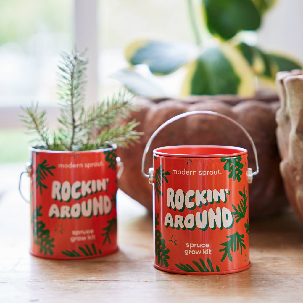 Holiday Grow Kits: Rockin' Around - Norway Spruce