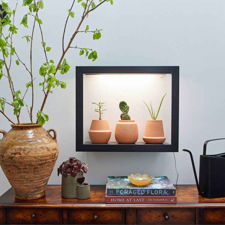 Terracotta Grow Kits: Aloe