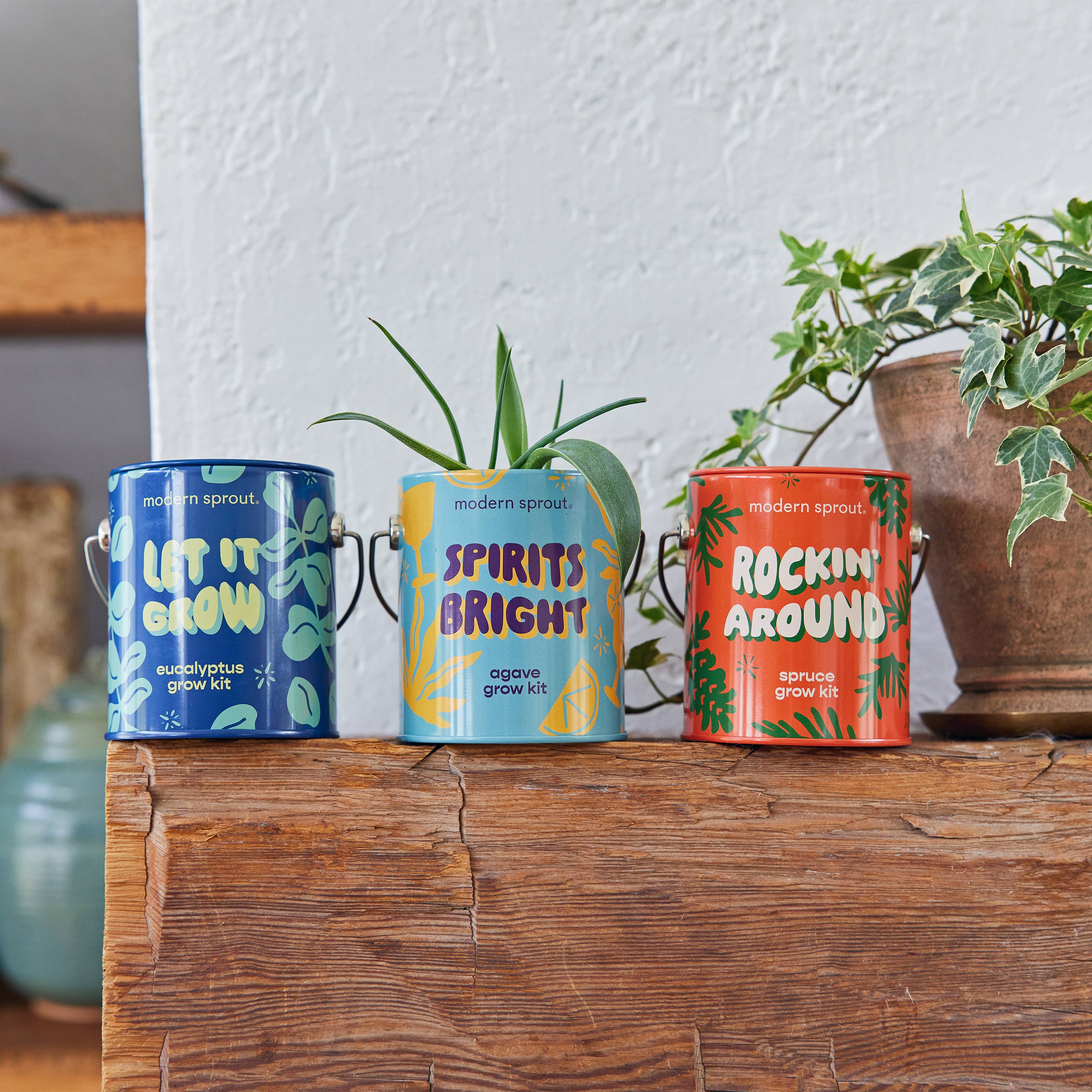 Holiday Grow Kits: Rockin' Around - Norway Spruce