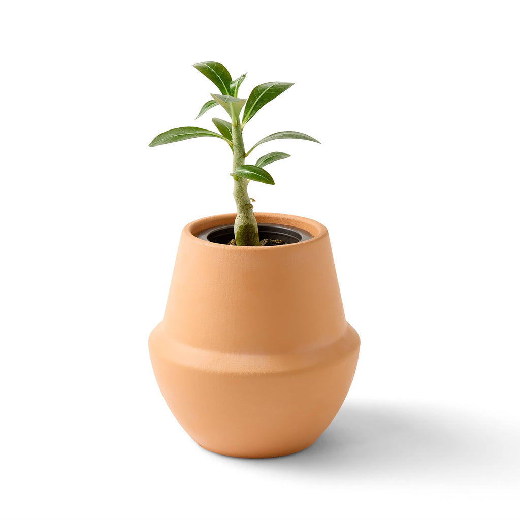 Terracotta Grow Kits: Bonsai