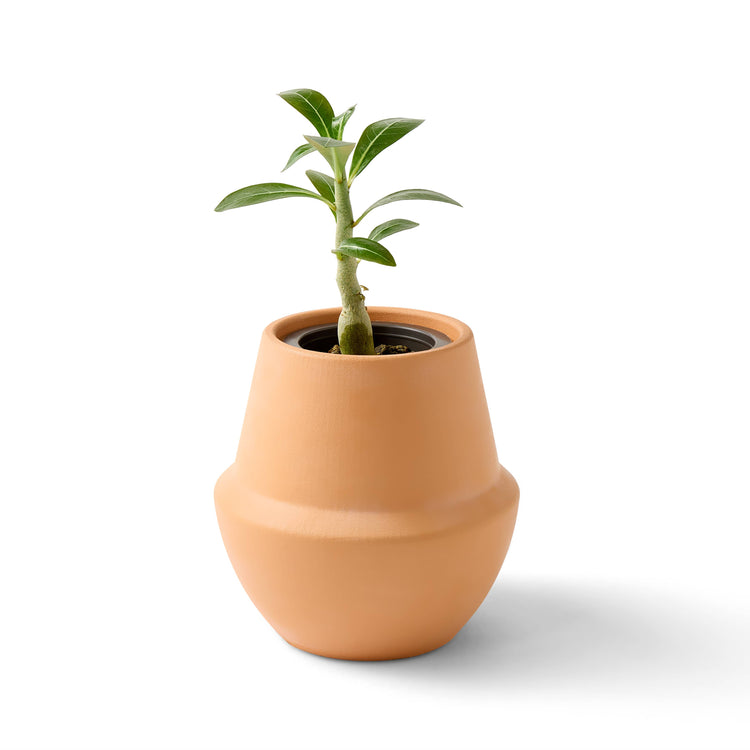 Terracotta Grow Kits: Bonsai