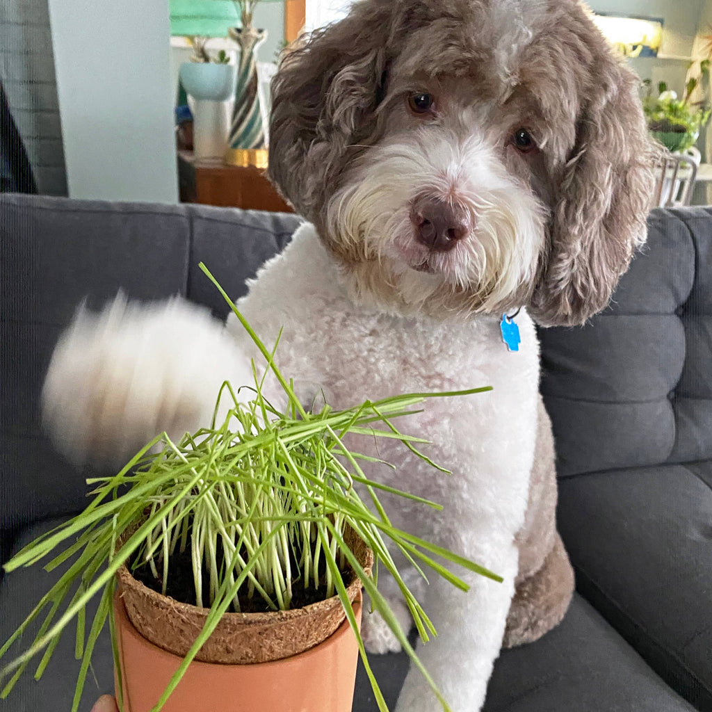 Tiny Terracotta Pet Grow Kits: Good Dog Greens