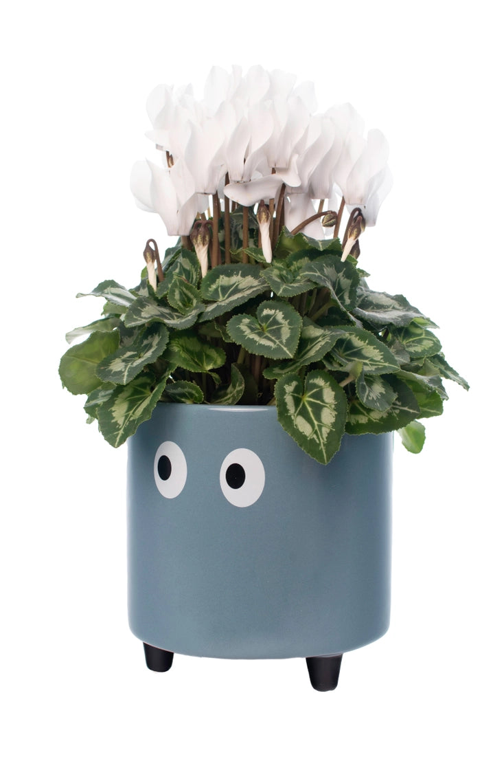 Eye Planter - Blue