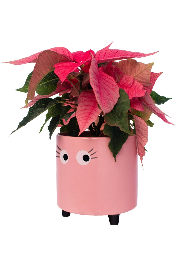 Eye Planter - Pink